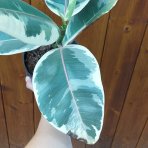 Fikus kaučukový (Ficus elastica) ´TINEKE´ - výška 25-35 cm, kont. C1,5L